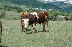 BOĞA SAHİBİNİ HASTANELİK ETTİ