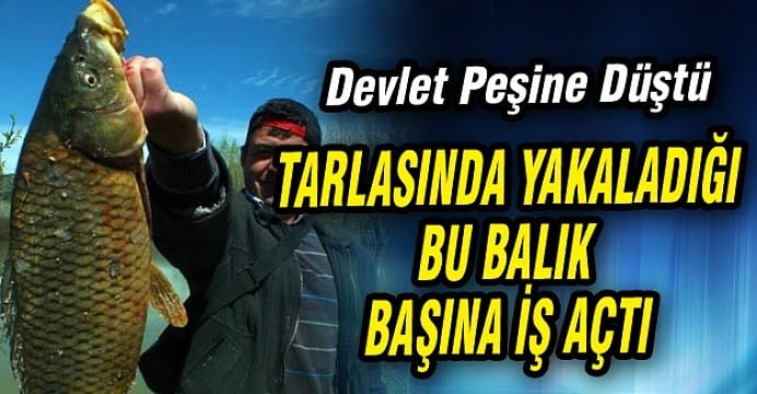 Tarladan tuttuğu balık başına iş açtı