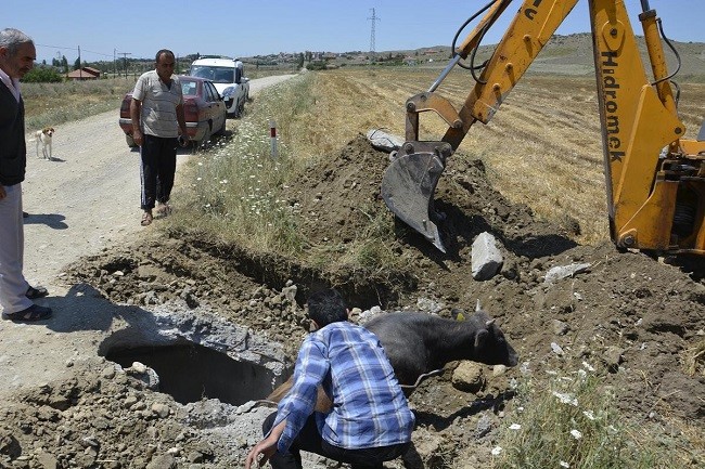 İneği Kuyudan Kepçeyle kurtardılar