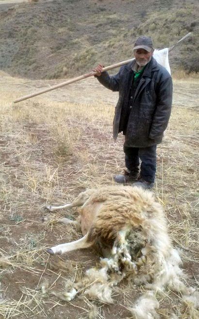 Kurda koyun teslim etti,27 koyun ve 3 köpekten oldu