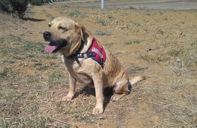 Kayıp Şahsı Köpek buldu