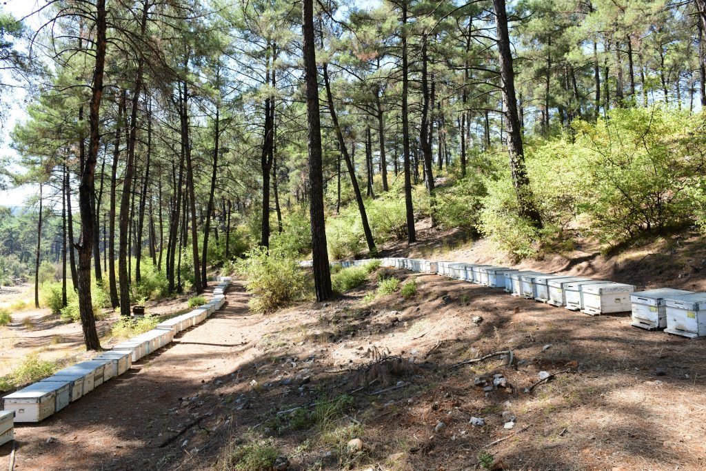Bu Yıl Çam Balı Hasadından 15 Bin Ton  Bal Bekleniyor