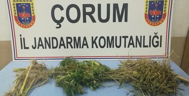 Jandarma İskilp’te kenevire geçit vermedi