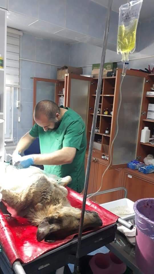 HAMİLE KÖPEĞİ VİJDANSIZLAR ZEHİRLEDİ, BELEDİYE KURTARDI