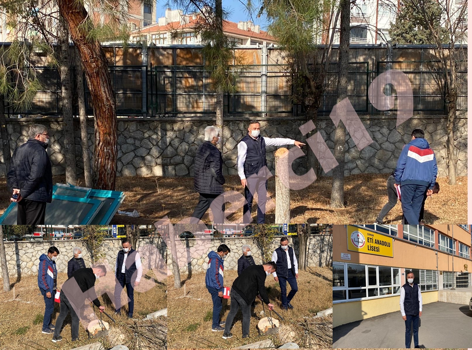 35 YILLIK ÇAM AĞAÇLARI SESSİZCE KESİLDİ..!