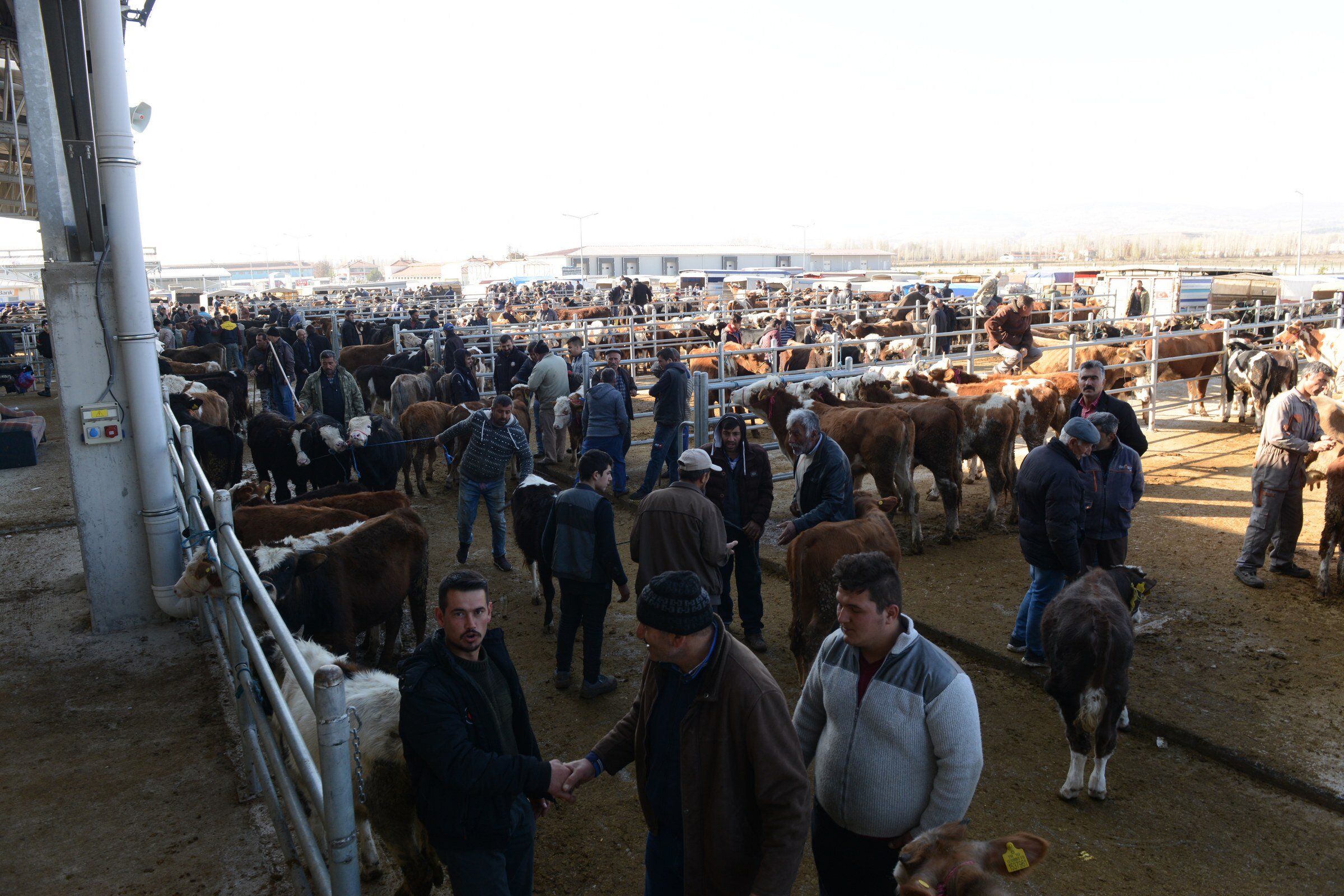 Hayvan Pazarındaki padoklar kiralanmaya başlıyor