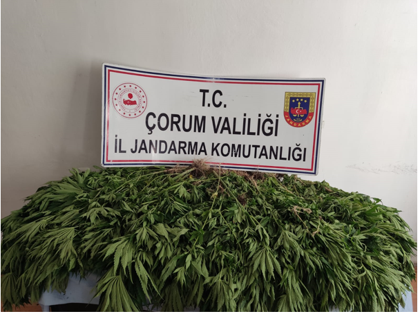 456 Kök Hint Keneviri Ele Geçirildi, 2 Kişi Yakalandı