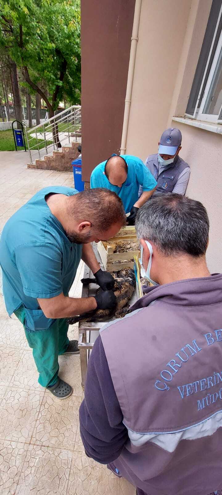 Zifte yapışan yavru köpekler güvenli ellerde