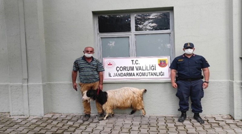 Keçiyi kaçırdılar