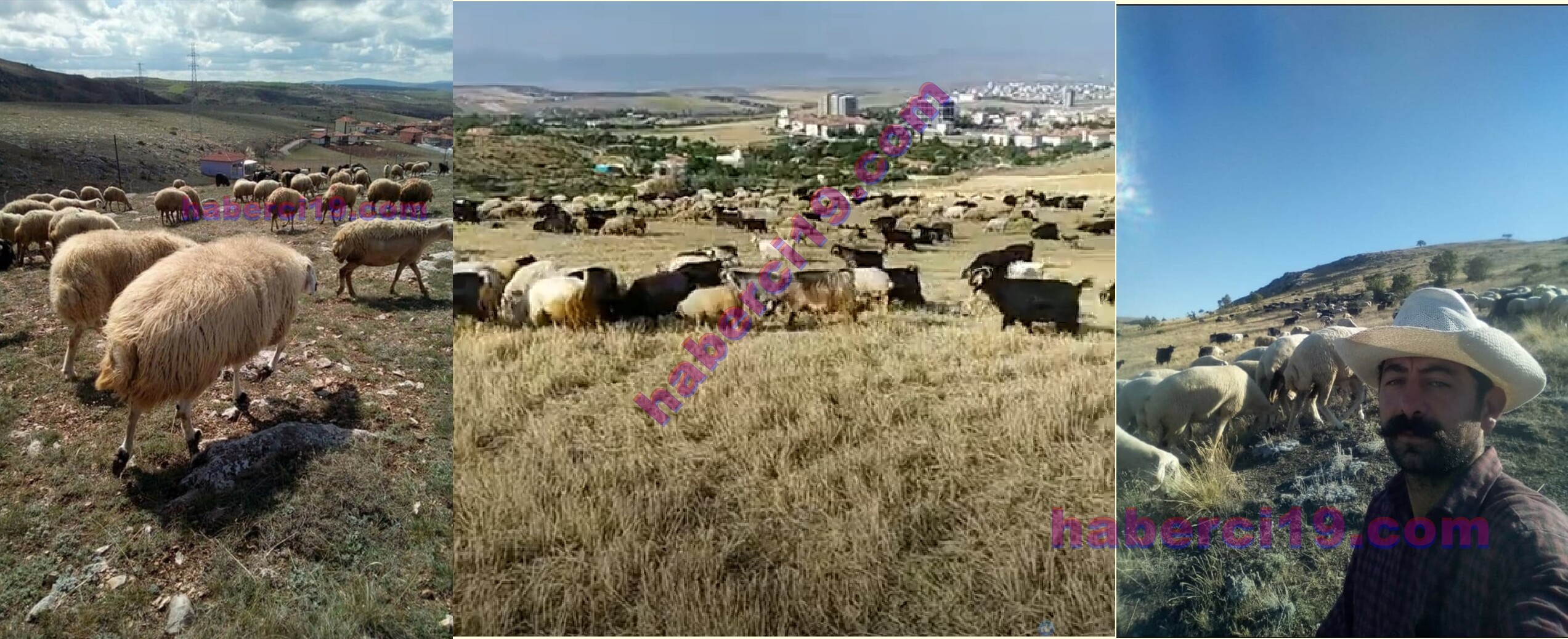 DÖRT GÜNDÜR KAYBETTİĞİ 37 KOYUNUNU HERYERDE ARIYOR