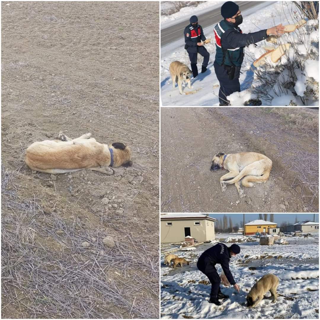 KÖPEKLERE KURŞUN YAĞMURU JANDARMA YAPANLARI ARIYOR