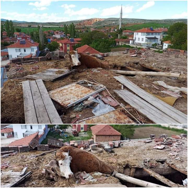 ÇORUM’DA İNEK ÇATIYA ÇIKTI, ÇATI ÇÖKTÜ