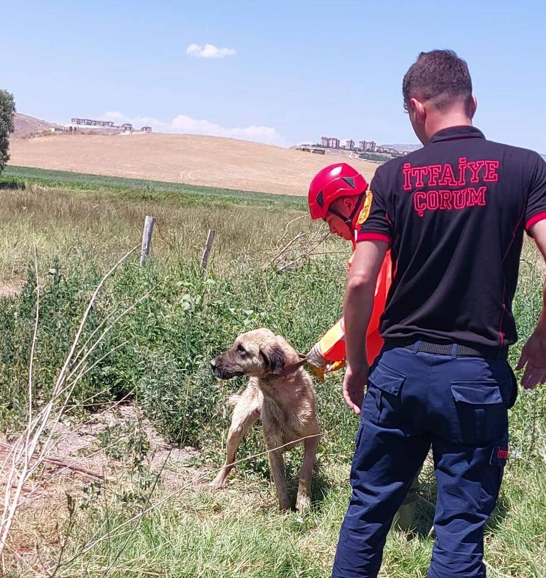 Su Kuyusuna Düşen Köpeği İtfaiye Ekipleri Kurtardı