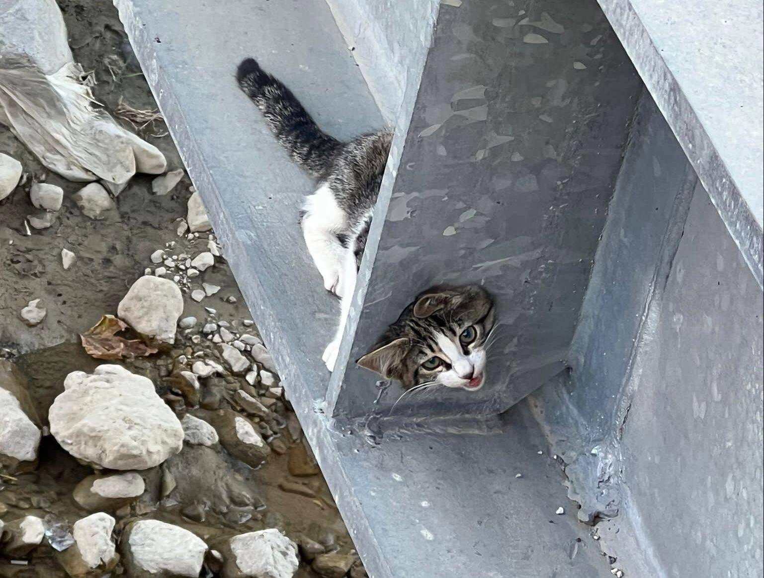YAYA KÖPRÜSÜNE SIKIŞAN KEDİ KURTARILDI
