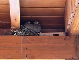 Belediye, yuvadaki kuşlar için tamiratı erteledi