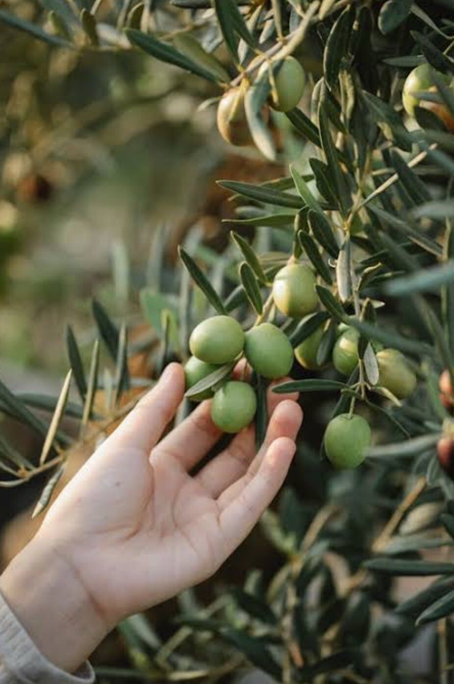 Arazi Milli Emlak’tan, Fidanlar Özel İdare’den
