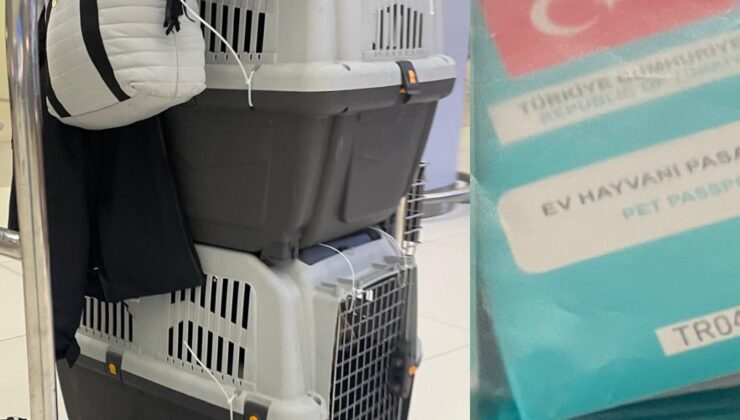 Milyonluk “Sahte Evrak” Çarkı İddiası: Evcil Hayvan Naklinde 20 Bin Euroluk Vurgun!