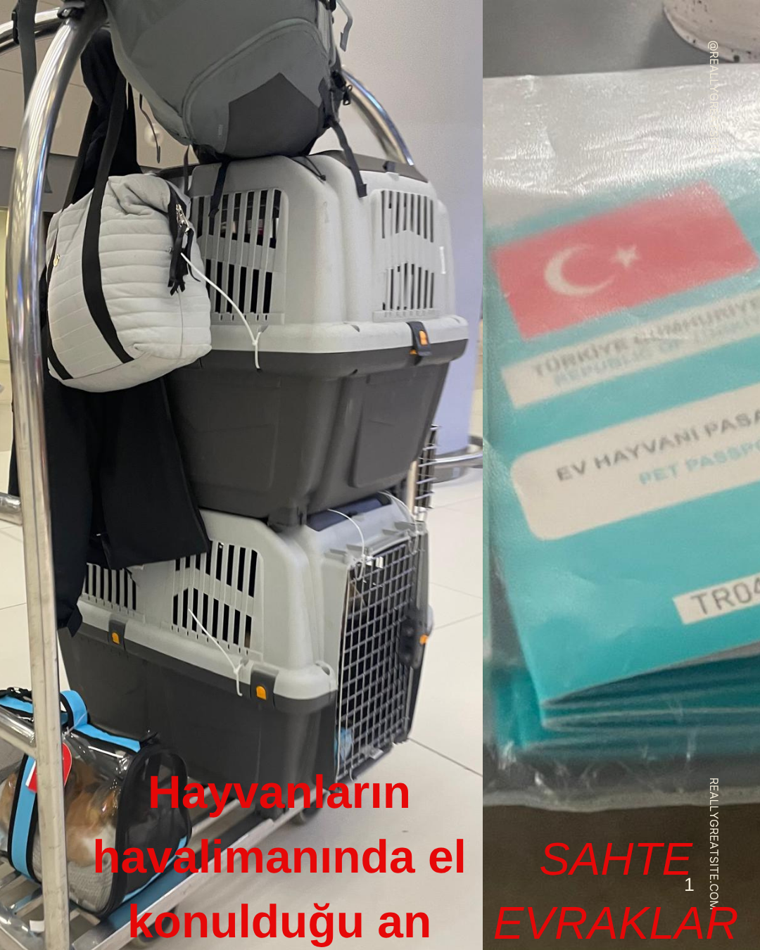 Milyonluk “Sahte Evrak” Çarkı İddiası: Evcil Hayvan Naklinde 20 Bin Euroluk Vurgun!
